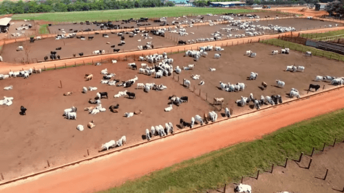 Vista da criação de bois na fazenda