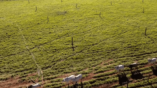 Vista do campo com bois